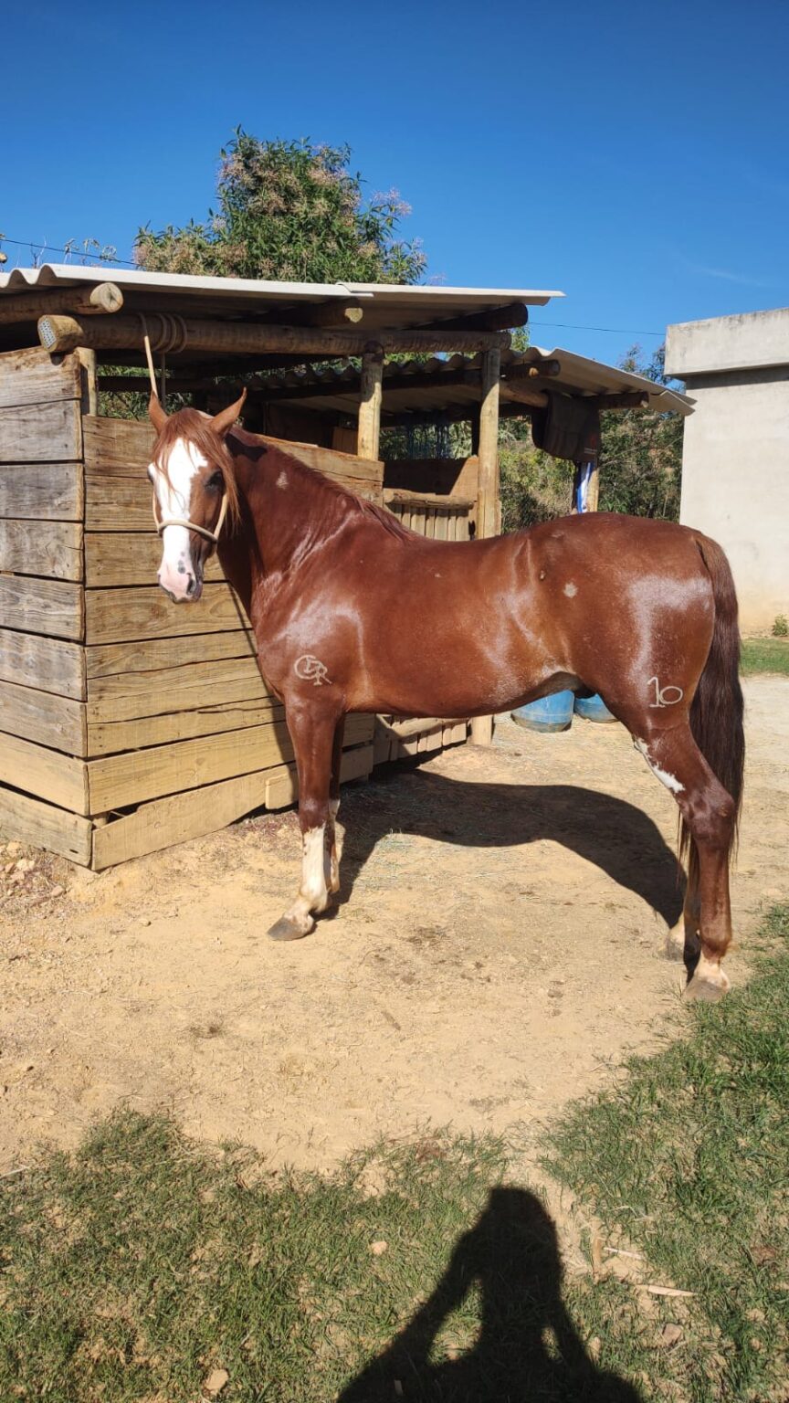 Cavalo manso,bom de sela e genetica do Haras Elar