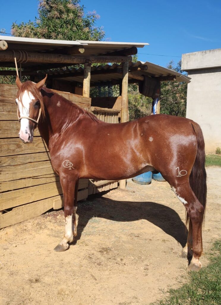 Cavalo manso,bom de sela e genetica do Haras Elar