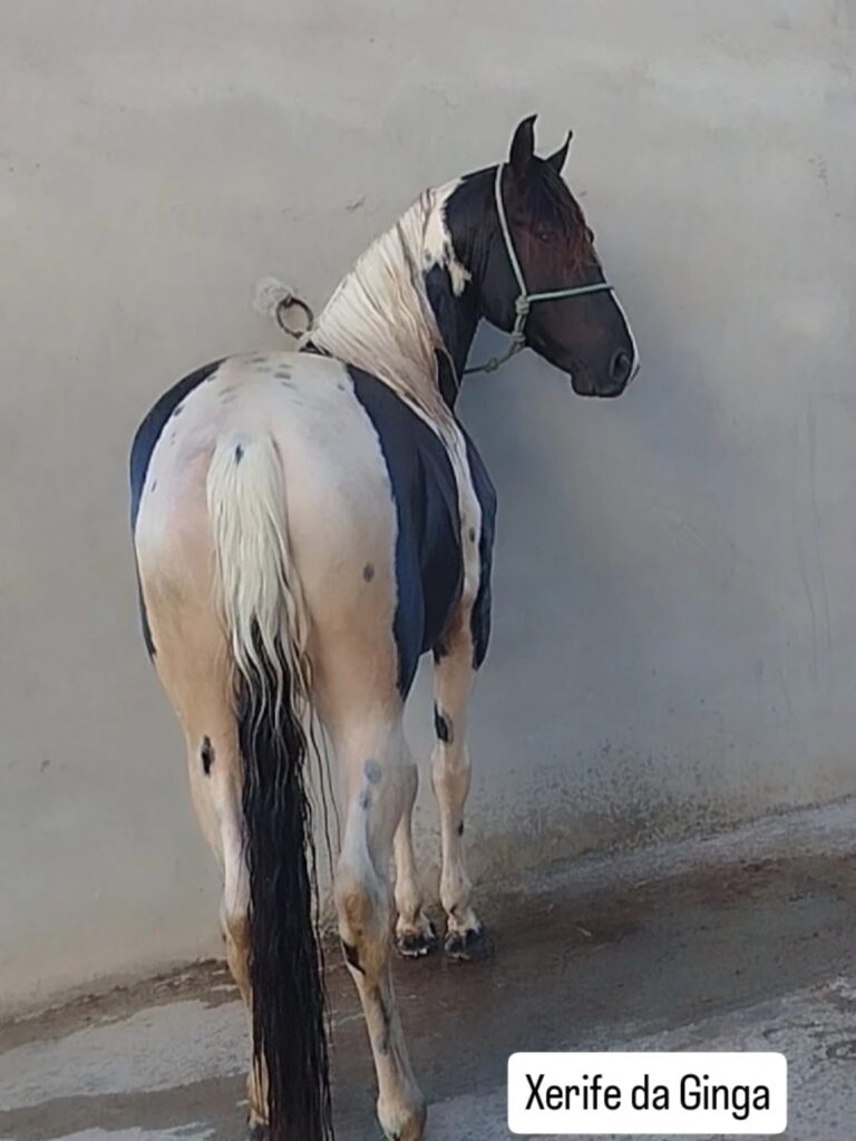 Cavalo preto pampa de marcha picada 60.000